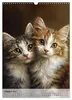 Katzen (Wandkalender 2027 DIN A3 hoch), CALVENDO Produktbild-Vorschau 13