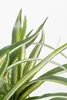 Mica Decorations Dracaena Kunstpflanze im Blumentopf Stan - Produktbild-Vorschau 2