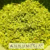 ANNUMISIA® Artemisia Annua Blätter geschnitten 50 g - Produktbild-Vorschau 5