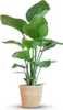 Green boutiQ - Zimmerpflanze - Paradiesvogelblume - Produktbild-Vorschau 1
