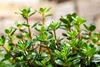 Rhododendron obtusum 'Anouk', Azalee, rosa, 20–25 cm Produktbild-Vorschau 2