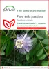 SAFLAX  - Fiore della passione - 5 semi - Passiflora Anteprima dell’immagine prodotto 1