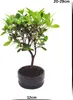 Bonsai Baum mit Keramik Blumentopf - Rhododendron - ca. 6 Produktbild-Vorschau 3