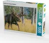 CALVENDO Puzzle Der Star unter Alaskas Wildtieren | 1000 Produktbild-Vorschau 1