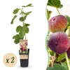 Ficus carica Rouge de Bordeaux - drzewo figowe - Podgląd zdjęcia produktu 1
