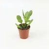 Crassula Argentea 8–13 cm – Sukulenty  – Echeveria – Podgląd zdjęcia produktu 1