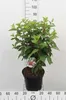 Hydrangea pan. 'Pinky Winky'® - Rispenhortensie 60- 80 cm Produktbild-Vorschau 1