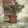 Pflanzuntersetzer MEDEA 26 cm terrakotta Produktbild-Vorschau 5