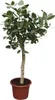 Banyan - Feige Ficus Benghalensis - 200cm hoch - Ø50cm - Produktbild-Vorschau 1