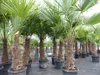 2 Stück Trachycarpus fortunei, 70 - 100 cm Stamm, 210 - 250 Produktbild-Vorschau 4