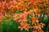 Lot de 4 amélanchiers - Amelanchier lamarckii - Hauteur 25 Voir les images du produit 3