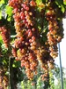 Vitis vinifera Piroschka rote Weinrebe Traube Produktbild-Vorschau 2