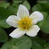 Weiße Sumpfdotterblume FloraSelf Caltha palustris 'Alba' H Produktbild-Vorschau 5
