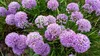 Stauden Gänge 1 x Allium ‚Millenium' im 1 Liter Topf - Produktbild-Vorschau 6