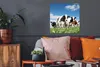 MuchoWow® Poster Kühe - Landleben - Weide - Natur - Tiere Produktbild-Vorschau 2