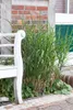Miscanthus sinensis 'Little Zebra', Ziergras, gestreift, Produktbild-Vorschau 6
