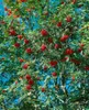 Sorbus aucuparia, Vogelbeere, 150–200 cm, robust und Produktbild-Vorschau 12