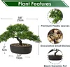 Kunstbonsai, Podocarpus, zeder, kiefer, zwarte keramische Productafbeelding-voorbeeld 2