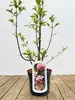Schneeball Dawn 40-60 cm, im Topf - Viburnum bodnantense Produktbild-Vorschau 1