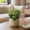 Crassula minor - Kleinere vetplant - Zeldzaamheid - 17 cm Productafbeelding-voorbeeld 2