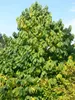 Indianerbanane 80-100 cm, im Topf - Asimina triloba Produktbild-Vorschau 8