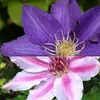 A close-up view of two clematis flowers, one purple and one pink and white, with green foliage in the background. Anteprima dell’immagine prodotto