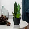 A potted snake plant sits on a round table next to a glass dome filled with pinecones. Produktbild-Vorschau