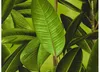 Livingwalls Vliestapete Neue Bude 2.0 Tapete grün braun Produktbild-Vorschau 7