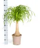 Elefantenfuß Stamm Ø21cm - ↕60 - 80cm Produktbild-Vorschau 6