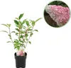 GreenboutiQ - Rispenhortensie - Hydrangea panniculata Produktbild-Vorschau 1