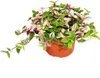 Exotenherz - fleur à trois mâts - Tradescantia quadricolor Voir les images du produit 1