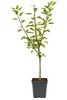 Apfelbaum Braeburn, alberello – Malus domestica – Mela Anteprima dell’immagine prodotto 4