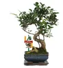 Bonsai Chinesischer Feigenbaum - Ficus retusa - ca. 6 Jahre Produktbild-Vorschau 1