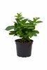Solanum Pepino Gold 20-40 cm – Plante de poire-melon, Voir les images du produit 4