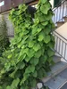 A climbing plant with large green leaves is growing up a staircase railing and a wooden structure. Anteprima dell’immagine prodotto