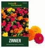 Zinnien Dahlienblütige Riesen, Mischung Samen - Zinnia Produktbild-Vorschau 1