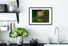 MuchoWow® MuchoWow® Gerahmtes Poster Tiger im Wasser 40x30 Produktbild-Vorschau 4