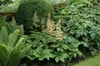 Rodgersia aesculifolia, Schaublatt, ca. 11x11 cm Topf Produktbild-Vorschau 2