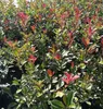 Photinia fras. 'Pink Marble'® ('cassini'®) - Weißgrüne Produktbild-Vorschau 2