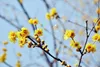 Chimonanthus praecox (fragrans) - Chinesische Winterblüte Produktbild-Vorschau 2
