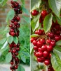 A split image showing two close-up views of cherry trees with ripe cherries and green leaves. Produktbild-Vorschau