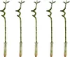 Bloomique - Zestaw 5 sztuk - Dracena Sanderiana - Bambus Podgląd zdjęcia produktu 1