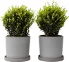 Two potted plants on a white background. Produktbild-Vorschau