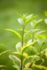 A close-up shot of a plant with green and yellow variegated leaves. Produktbild-Vorschau