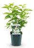 Green boutiQ - Plante de jardin - Syringa vulgaris mme Voir les images du produit 2