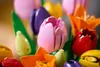 LEGO® Botanicals 11501 Bloemenboeket met tulpen Productafbeelding-voorbeeld 22