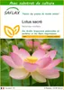 SAFLAX  - Lotus sacré - 8 graines - Avec substrat - Nelumbo Voir les images du produit 1
