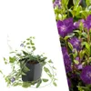 Plants by Frank | 12 Purpur Immergrün Pflanzen | Vinca Produktbild-Vorschau 1