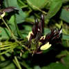 Zwarte korrelbloem (Kennedia nigricans) - 20 zaden Productafbeelding-voorbeeld 1