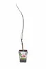Japanische Säulenkirsche Amanogawa 100–120 cm – Prunus Produktbild-Vorschau 5